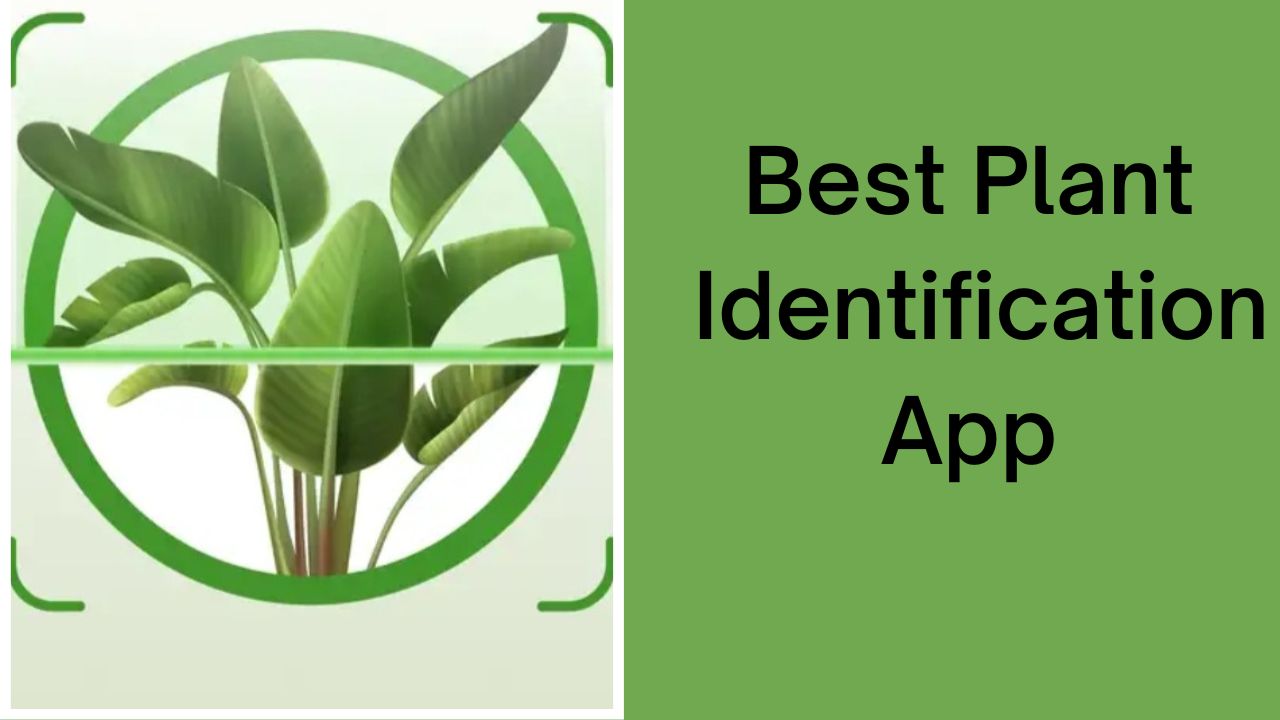 Best Plant Identifier App Free Uk at Zachary Sellers blog